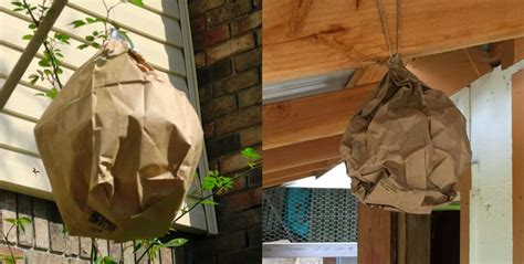 how to make a fake wasp nest paper bag|plastic wasp nesting baggy.